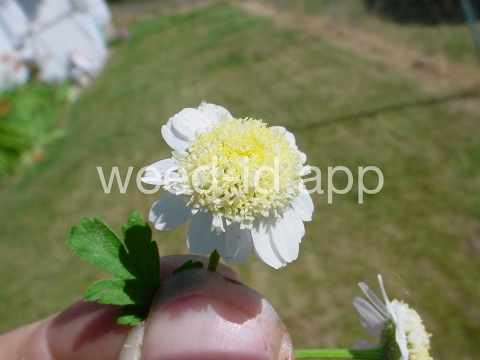 feverfew